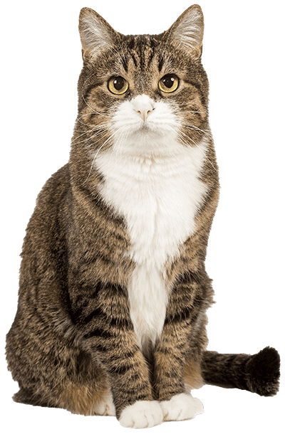 Cat Cat