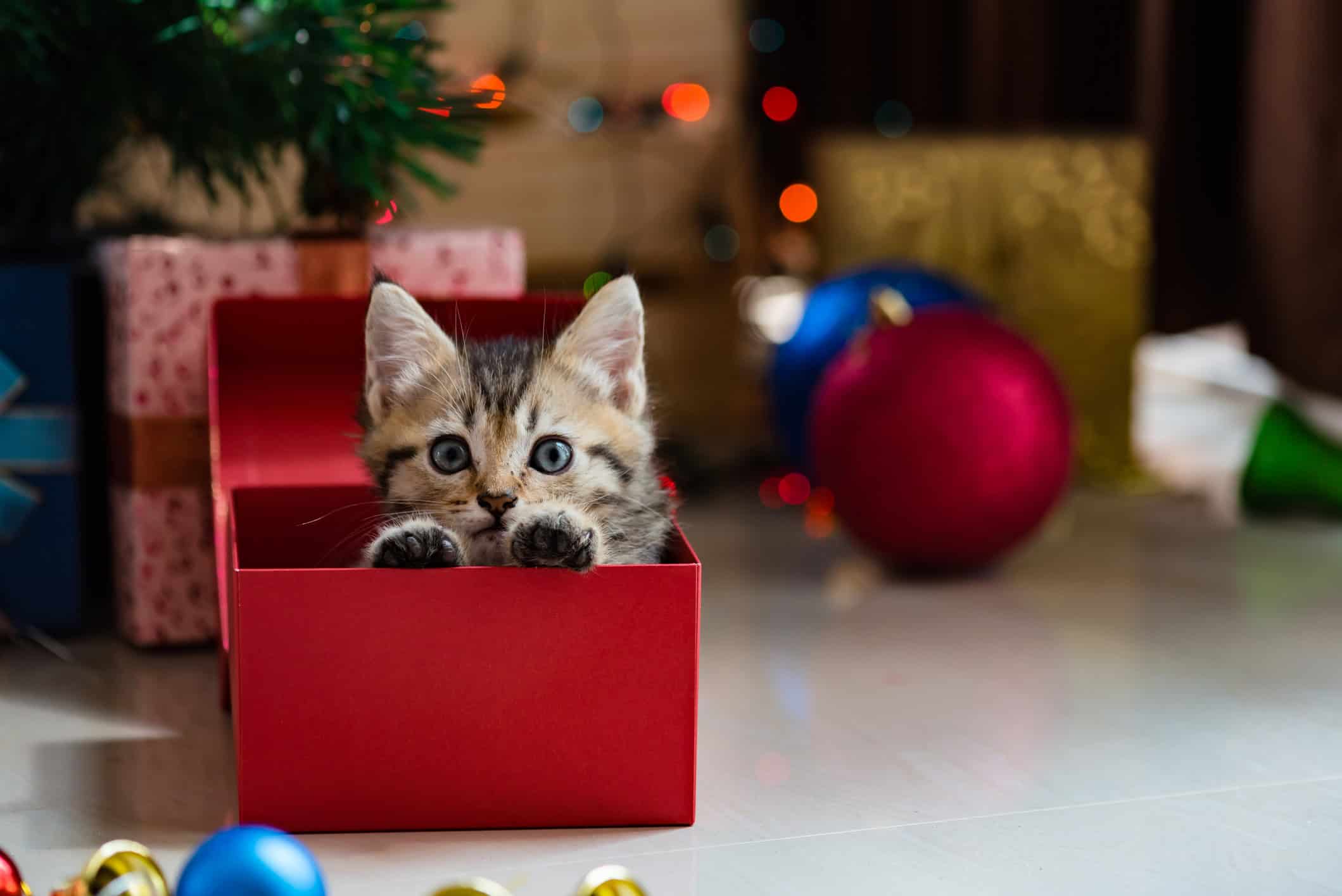 Considering a Cat for the Holidays? What You Need To Know