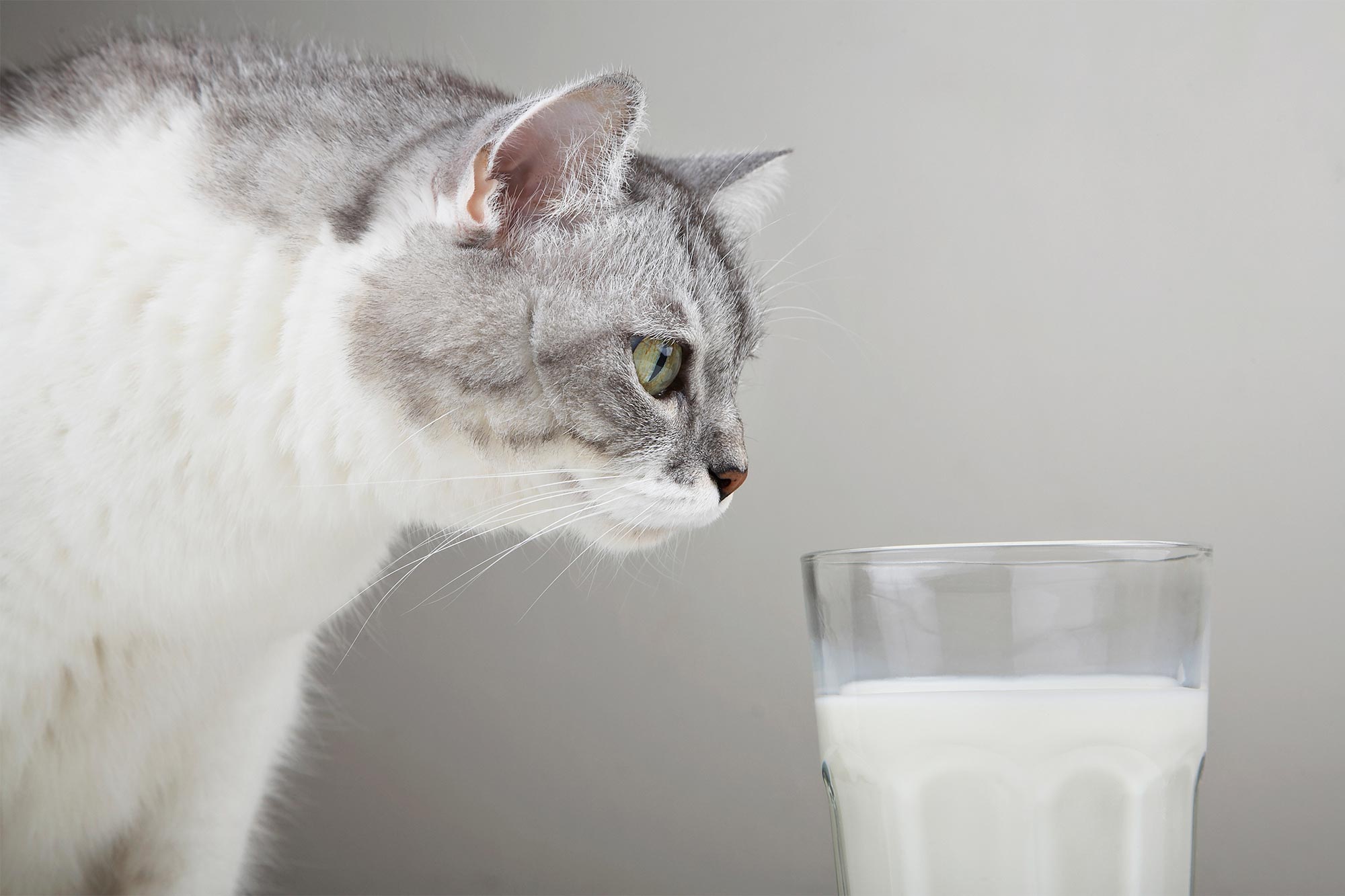 Can Cats Drink Cow's Milk?