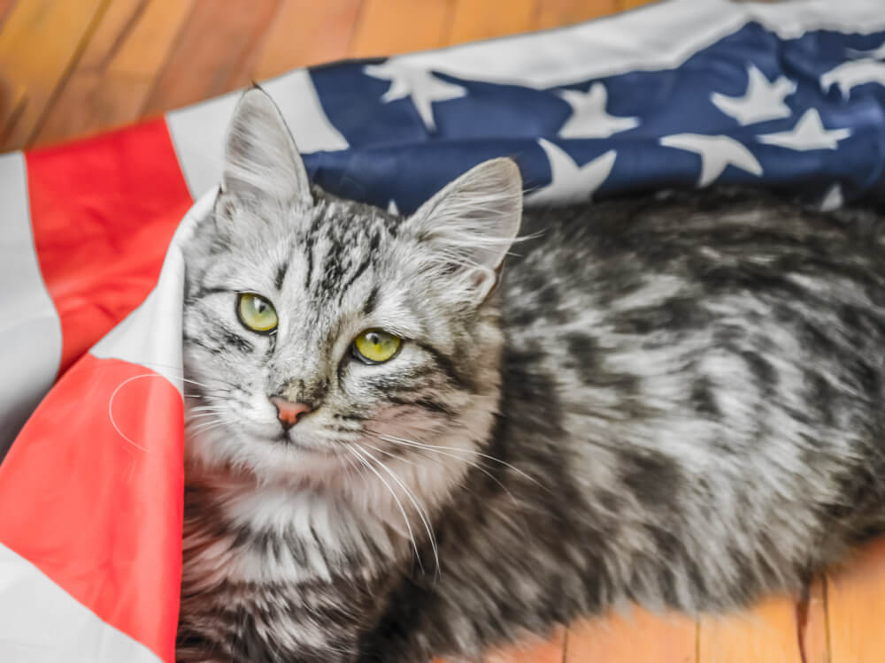 4th of July Safety Tips for Cats