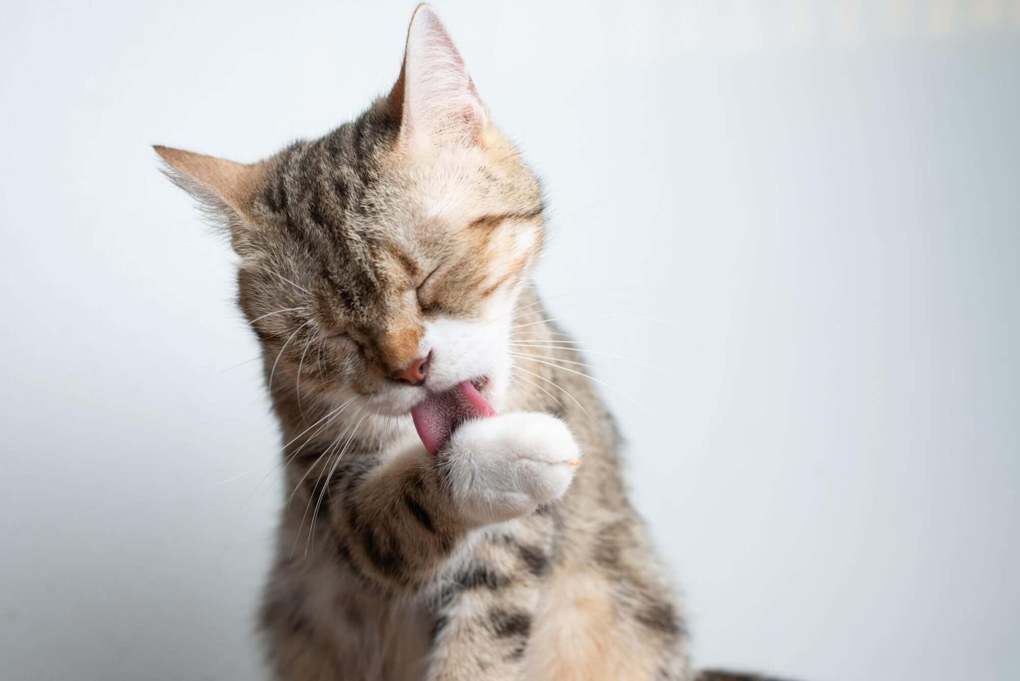 Chronic Vomiting in Cats.