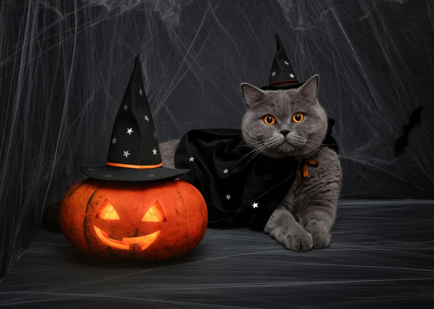 Halloween Safety Tips for Cats.