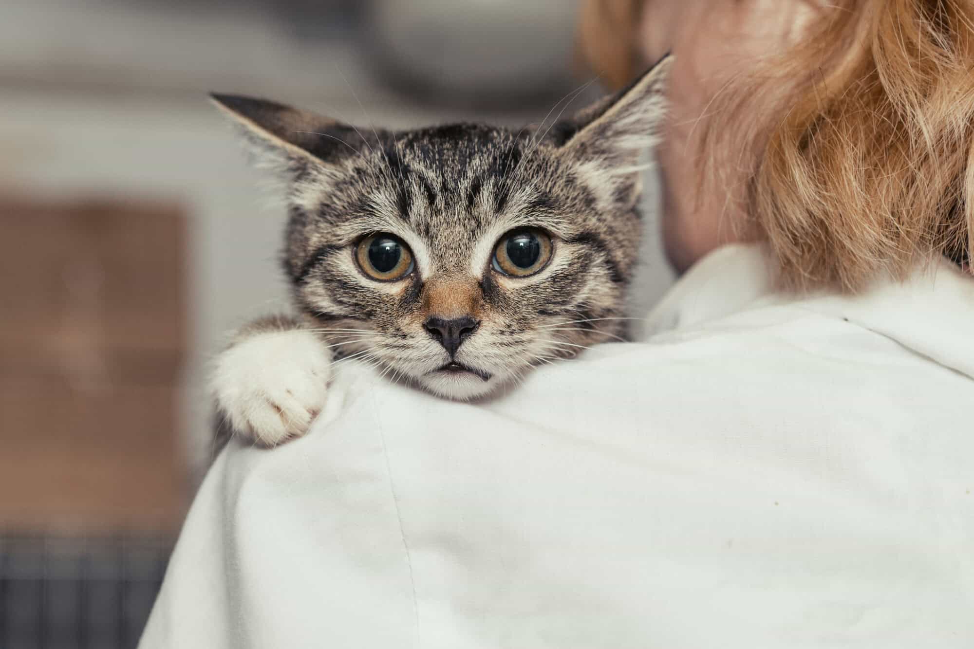 5 Feline Conditions that Require Emergency Care