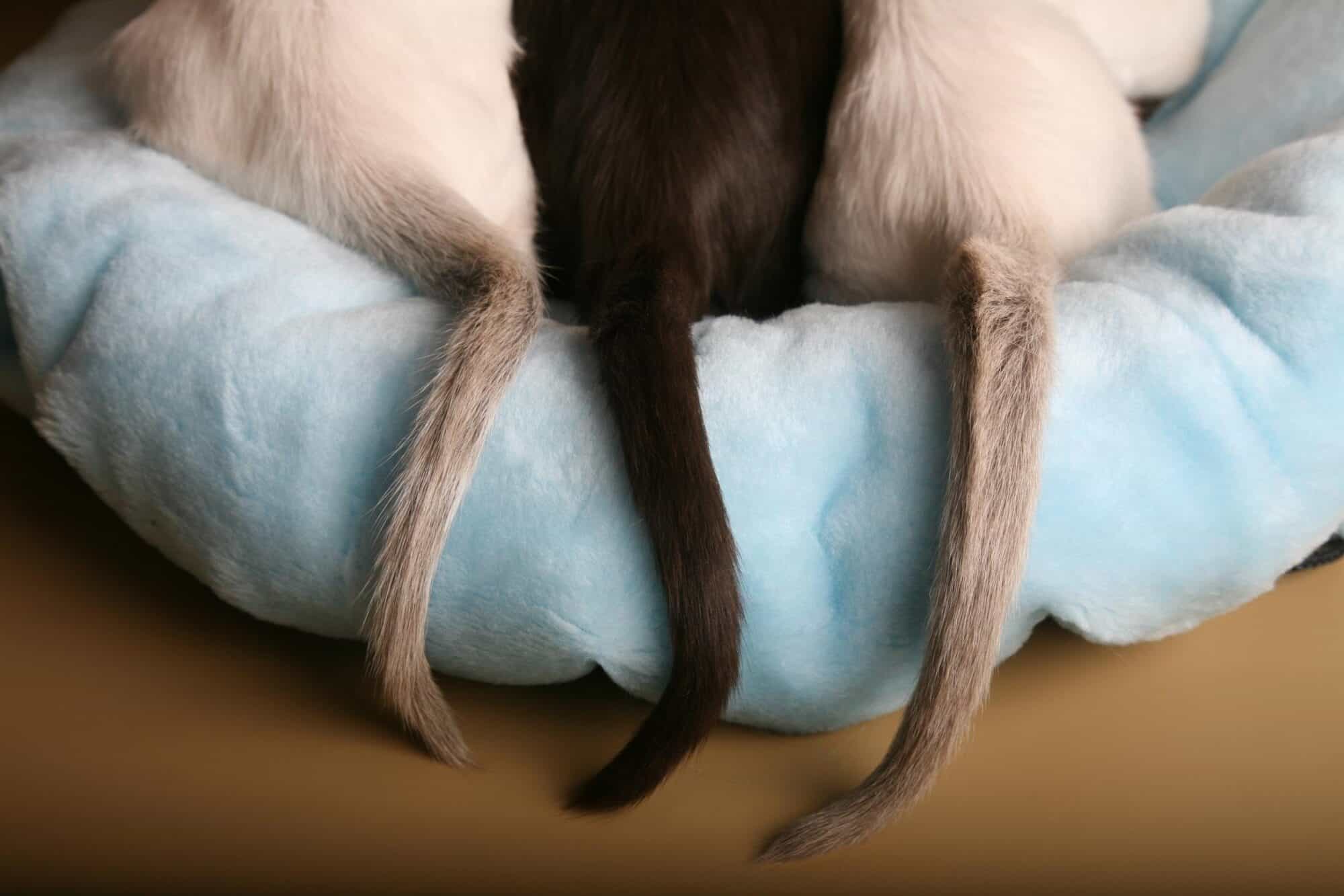 Common Cat Tail Injuries