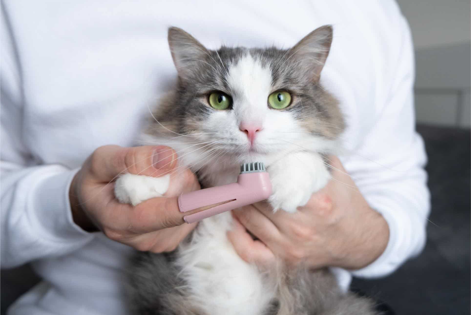 Why Your Cat Needs Dental Care 
