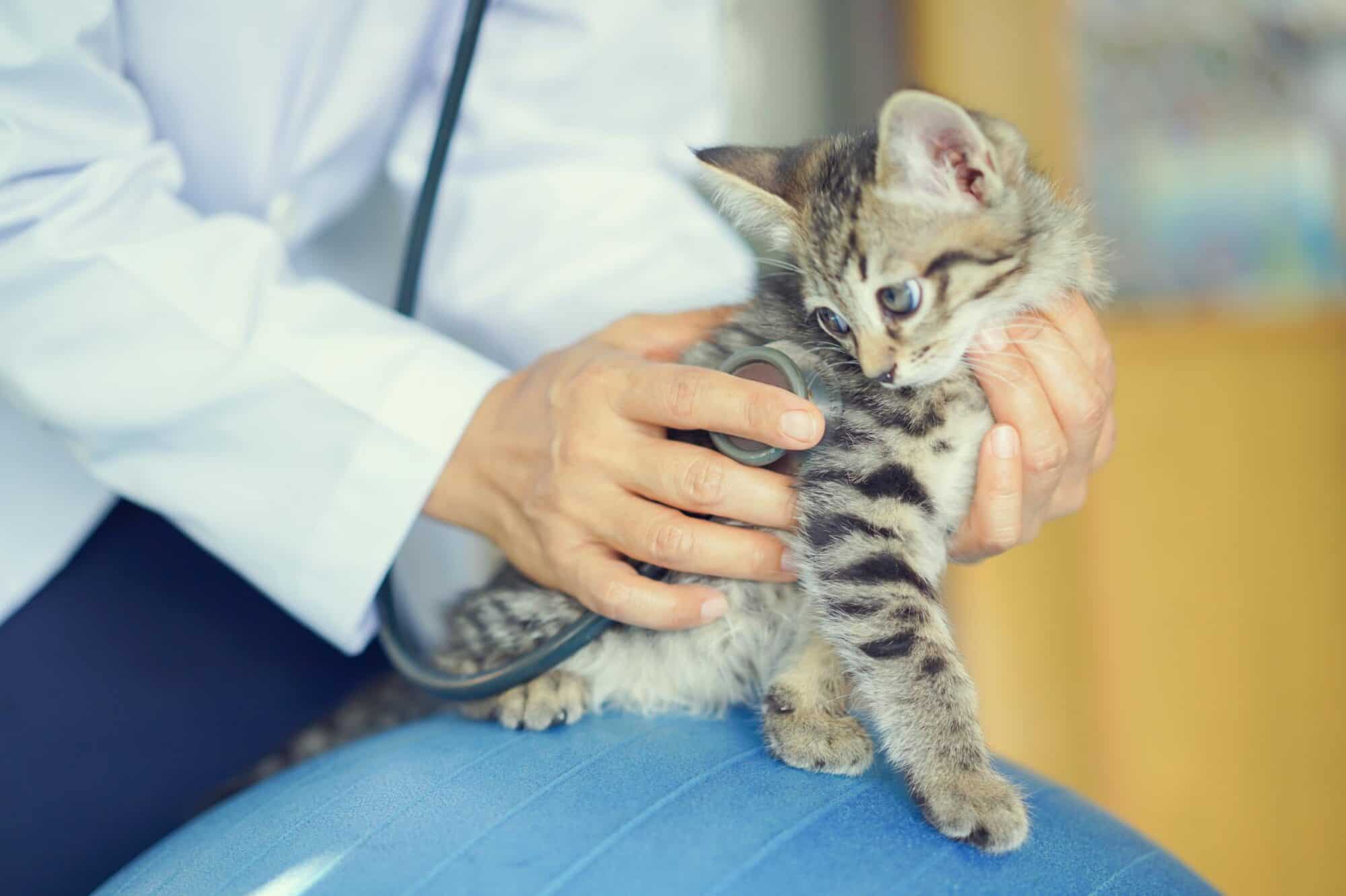 Feline Upper Respiratory Infections: What’s Normal vs. Concerning