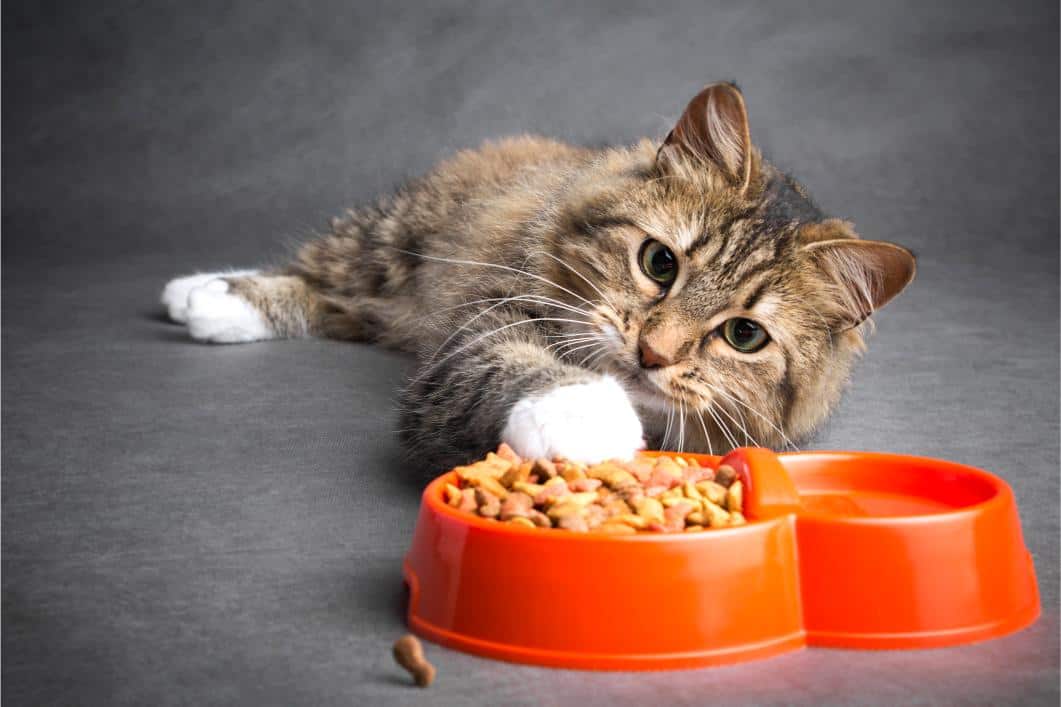 Why Is My Cat Not Eating, but Still Drinking Water?
