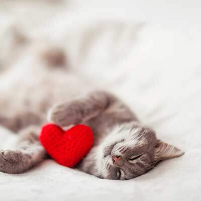 A cat with a knitted heart A cat with a knitted heart
