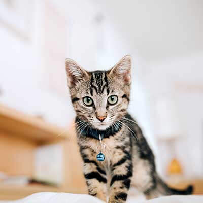 A walking cat A walking cat