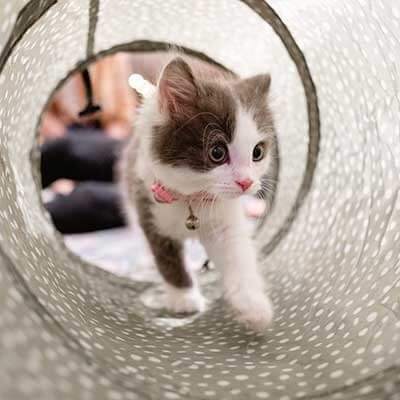 A kitten playing in a tunnel A kitten playing in a tunnel