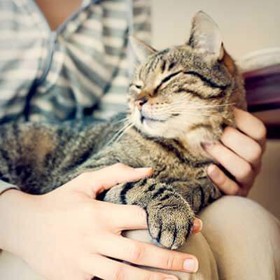 A cat being held A cat being held