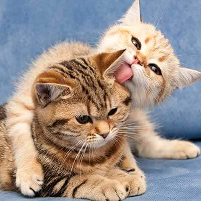 Two kittens cuddling Two kittens cuddling