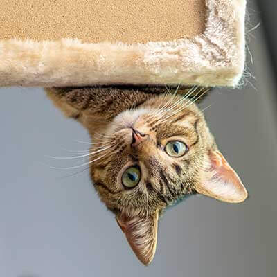 A cat looking over the edge of a cat tree A cat looking over the edge of a cat tree