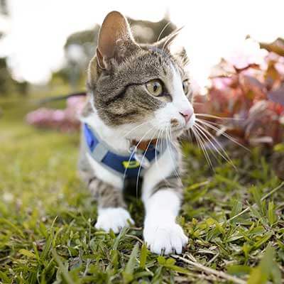 A cat walking outdoors A cat walking outdoors