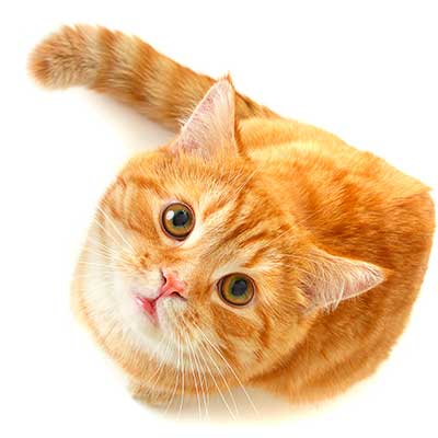 An orange kitty looking up An orange kitty looking up
