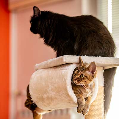 Cats laying in a cat tree Cats laying in a cat tree