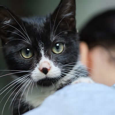 A black and white cat A black and white cat