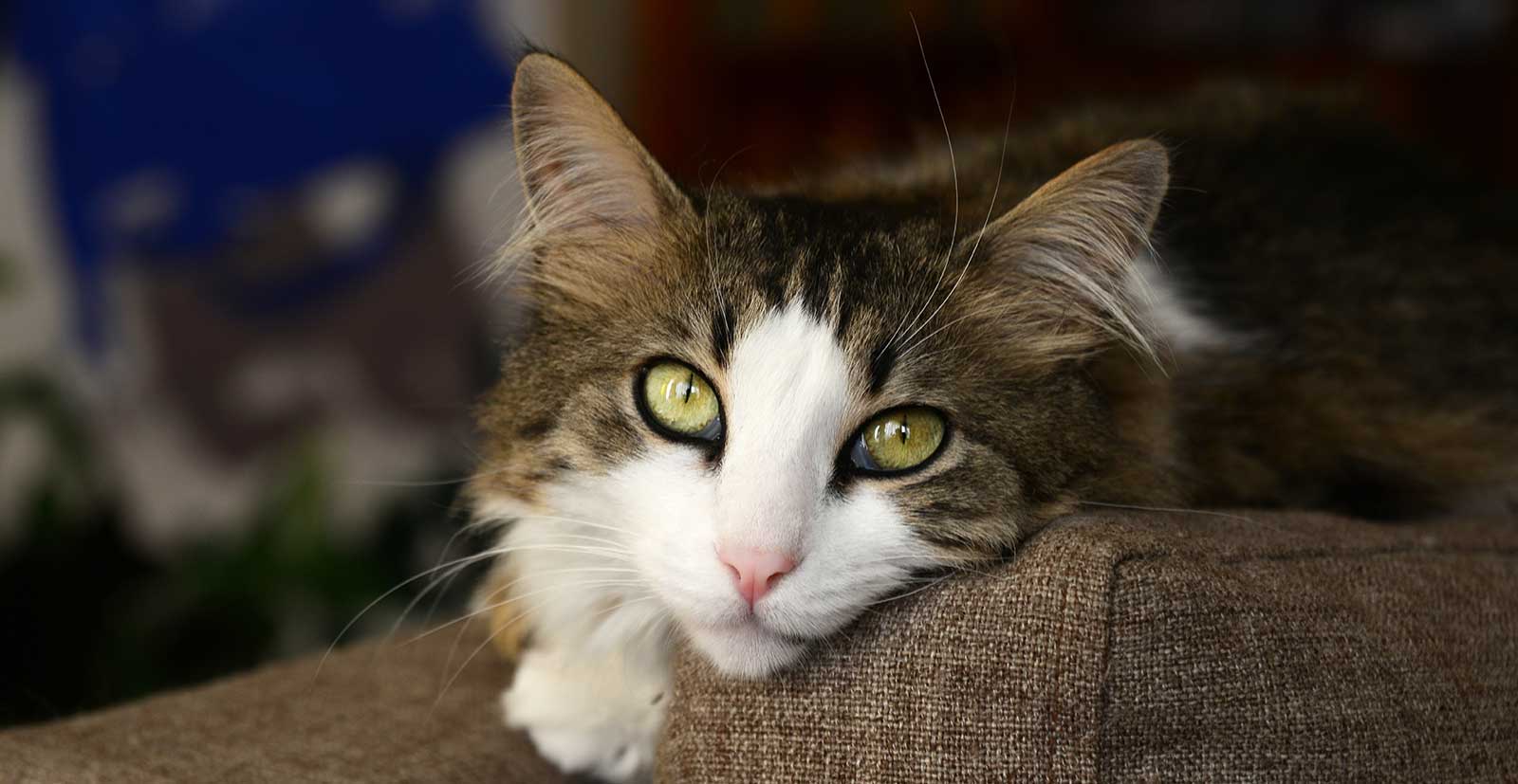 A cat on a couch