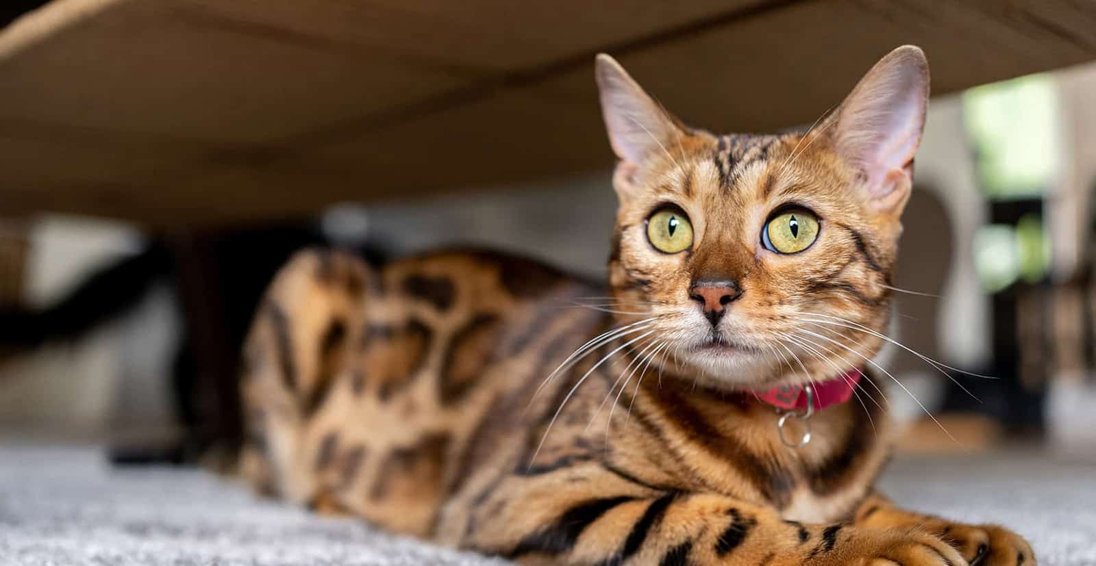 Cat’s Out of the Bag! Common Cat Illnesses and Treatments