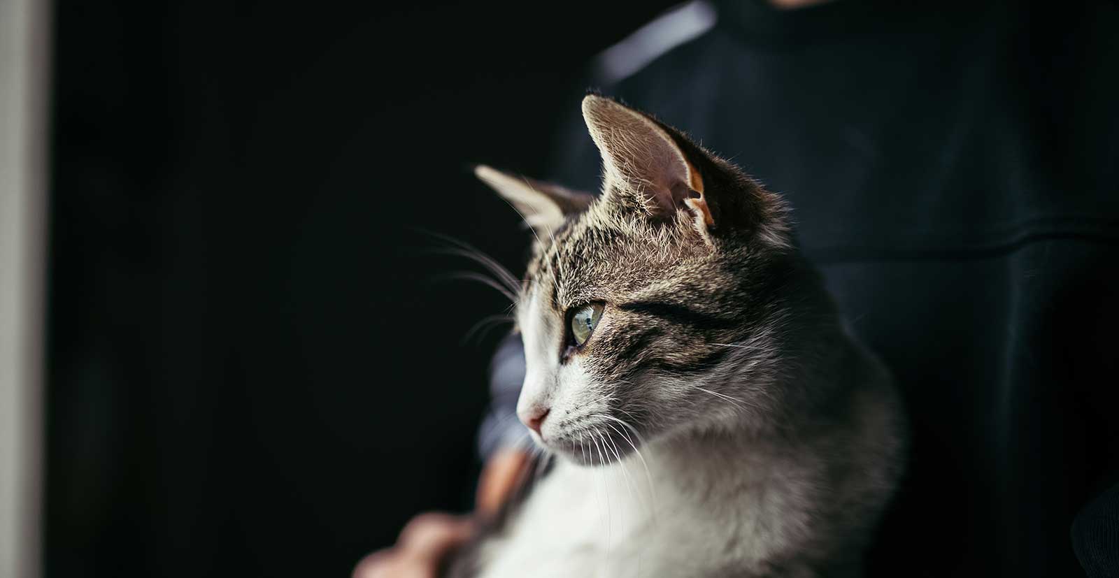 A tabby being held and looking out the window