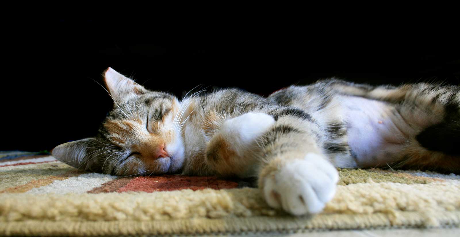 A grey and white cat