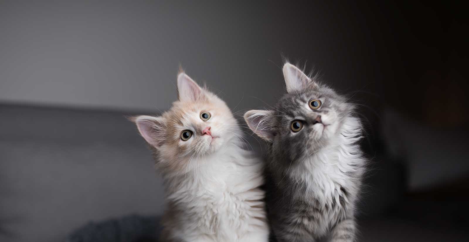 Two kittens in a basket