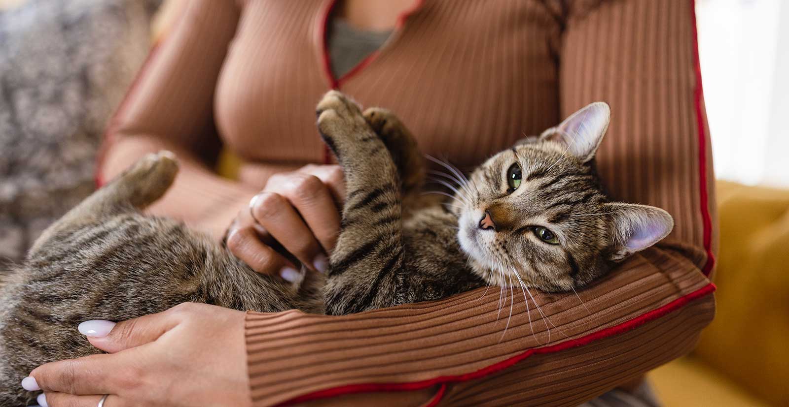A cat being held