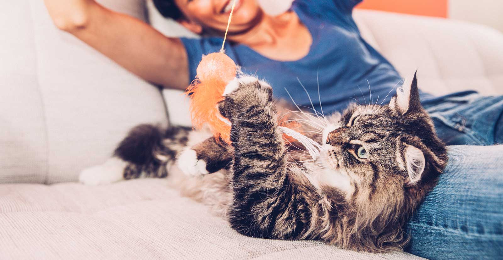 A cat playing with a toy