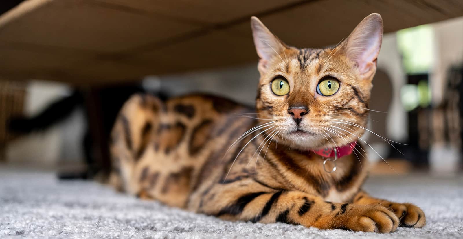A bengal cat